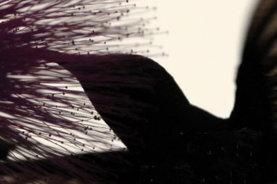 The Ritual Aesthetic as a Caribbean Paradigm: Revisiting Katherine Dunham, Maya Deren and Modernism in the Americas